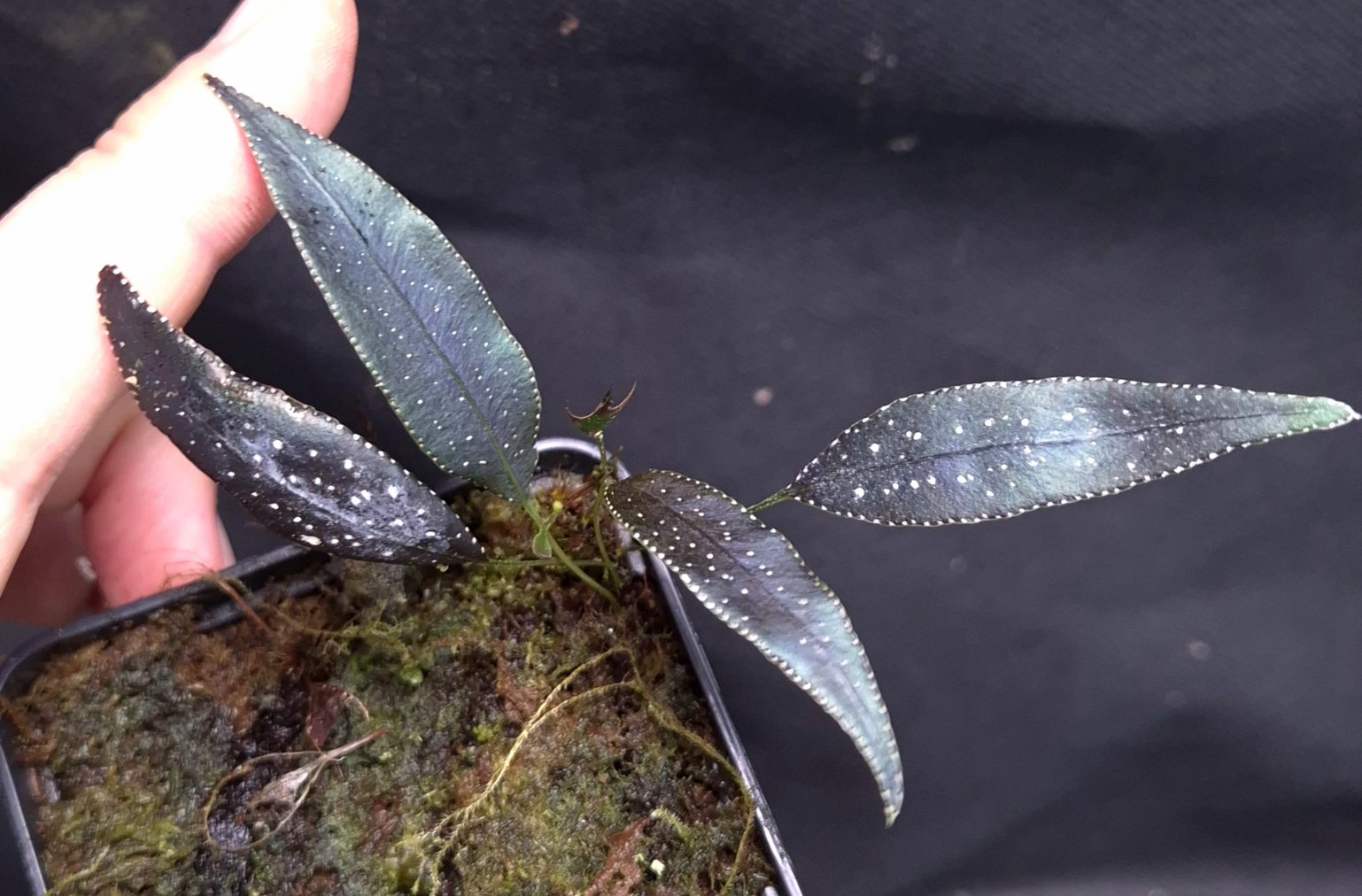 9-07-26 WYSIWYG Selliguea albidosquamata - dark metallic & iridescent fern, new release