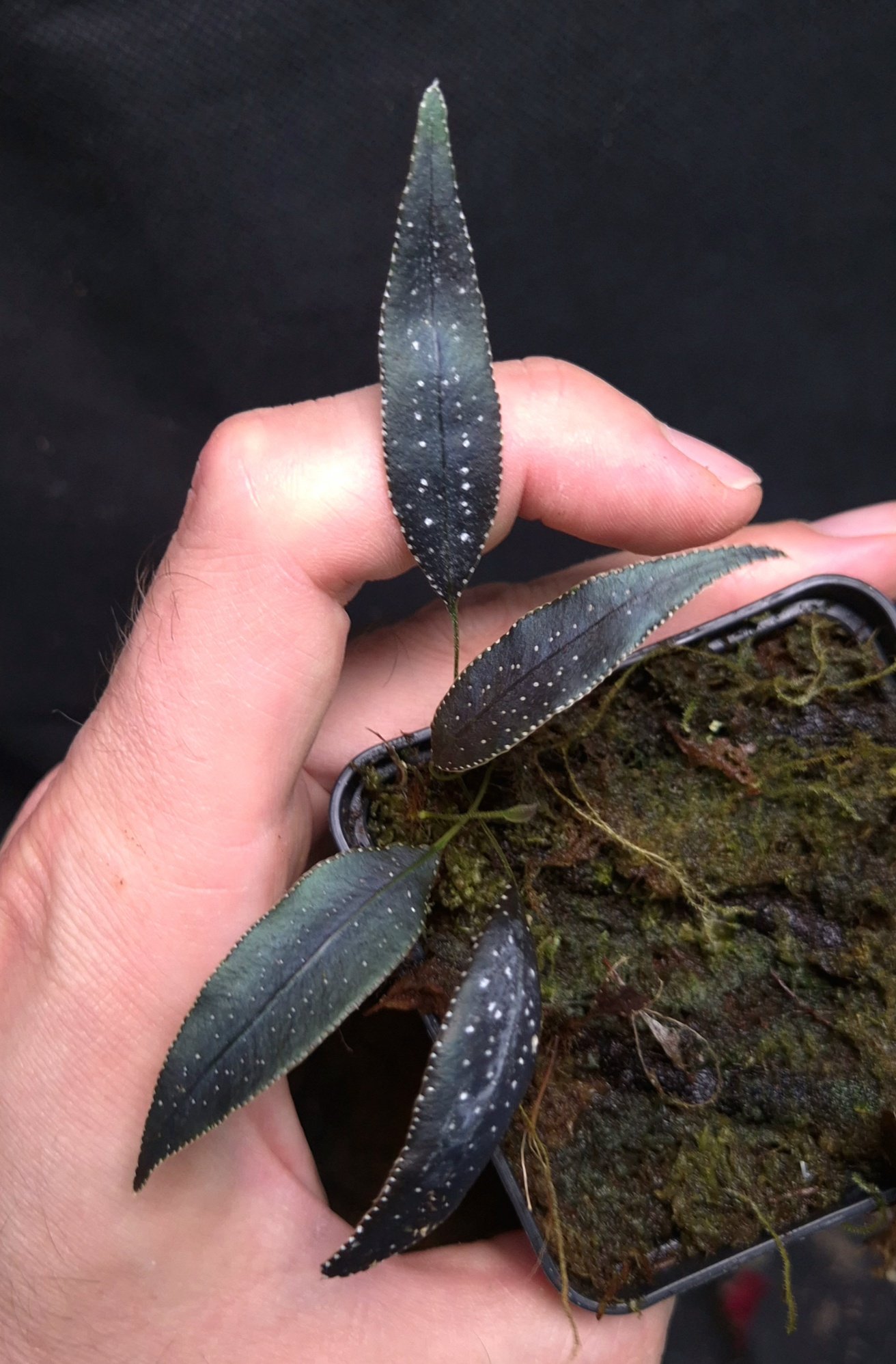 9-07-26 WYSIWYG Selliguea albidosquamata - dark metallic & iridescent fern, new release - Image 2