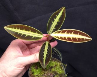 16-07-26 WYSIWYG Emblemantha urnulata "Fishbone" - selected specimen, very rare form