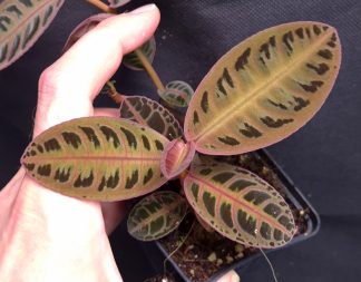 16-07-26 WYSIWYG Emblemantha urnulata "Salmon" - selected specimen, very rare form