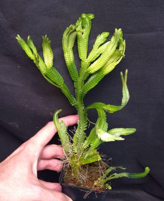 16-07-26 WYSIWYG Selaginella sp. Serimbu Giant - adult specimen