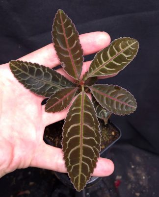 16-07-26 WYSIWYG Emblemantha urnulata "Rainbow" - selected specimen, very rare form