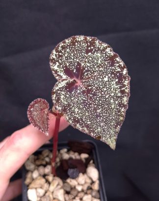 16-07-26 WYSIWYG Begonia curtisii "Galaxy"
