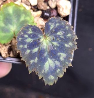 16-07-26 WYSIWYG Begonia kayinensis - unique new, single-leaf species
