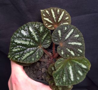 16-07-26 WYSIWYG Begonia aff. debaoensis - selected adult specimen