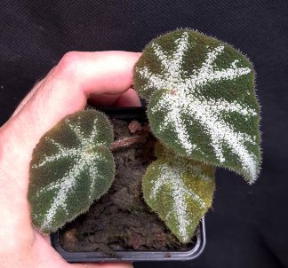 16-07-26 WYSIWYG Begonia sp. U665 - selected specimen