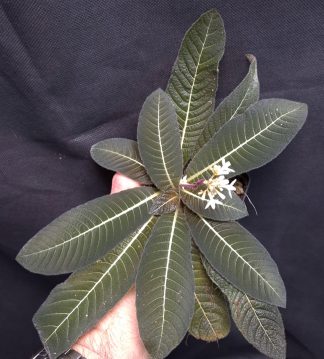 16-07-26 WYSIWYG Codonoboea sp. Vietnam - new species, flowering specimen
