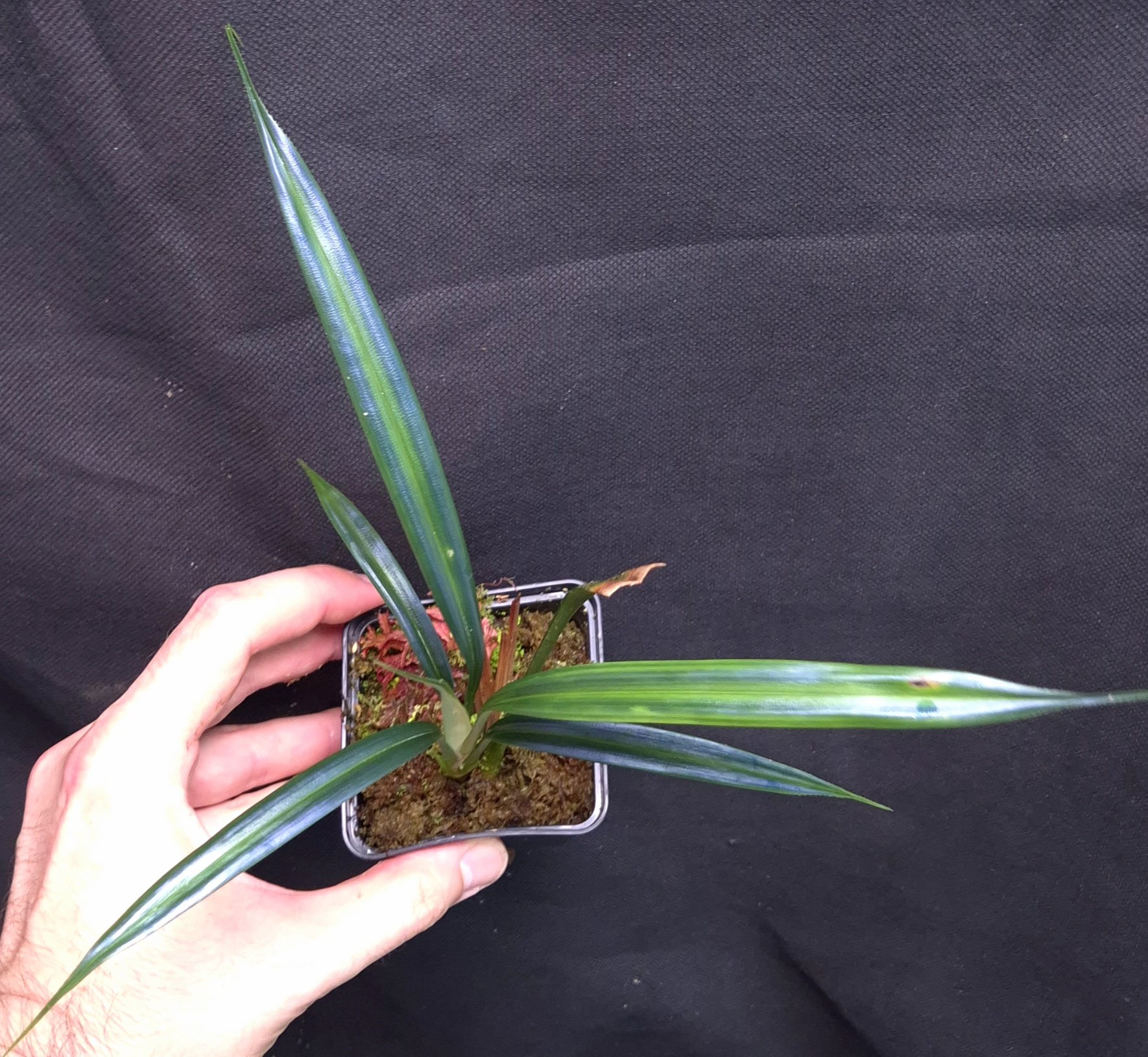 16-07-26 WYSIWYG Mapania caudata wide-leaf form - extremely rare iridescent plant, new release - Image 3