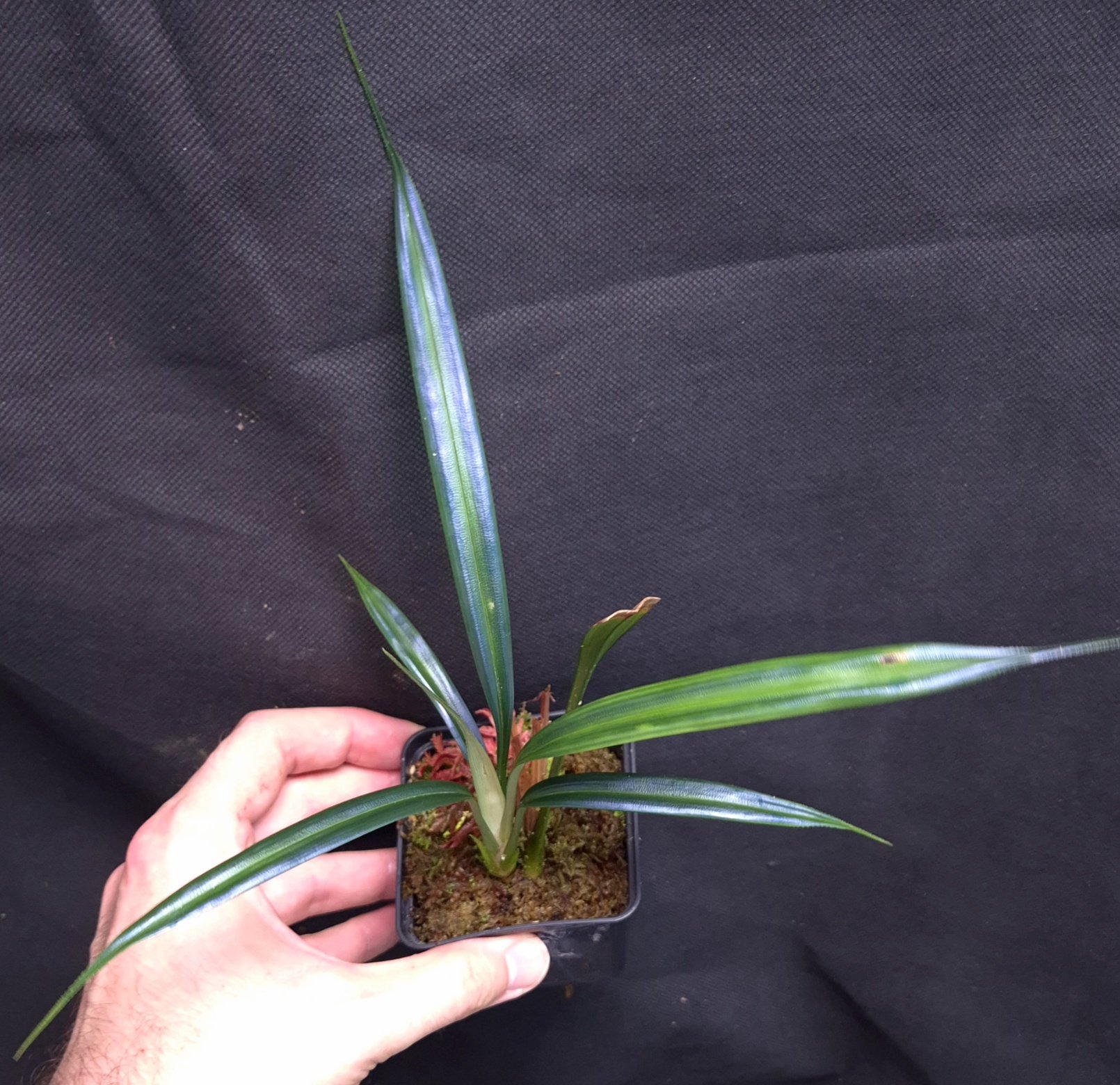 16-07-26 WYSIWYG Mapania caudata wide-leaf form - extremely rare iridescent plant, new release - Image 4