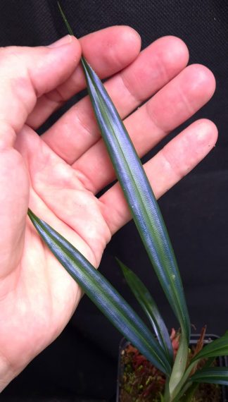 16-07-26 WYSIWYG Mapania caudata wide-leaf form - extremely rare iridescent plant, new release