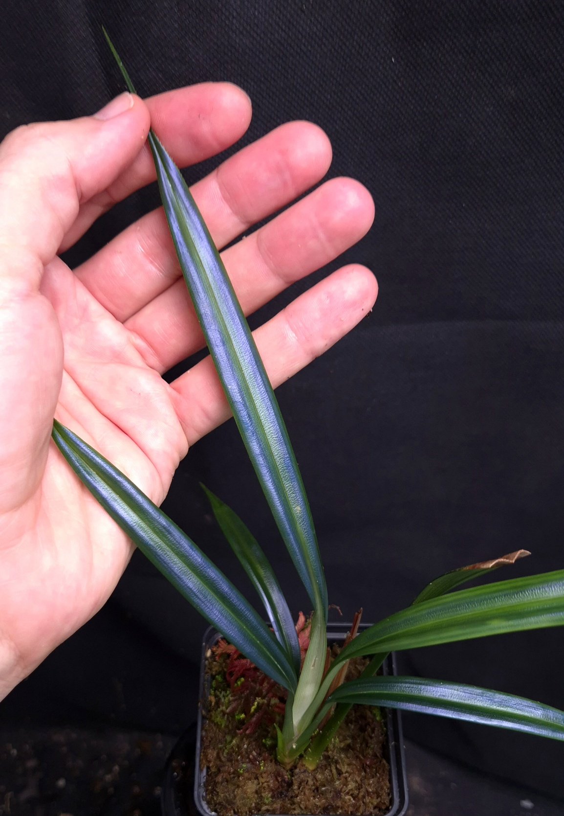 16-07-26 WYSIWYG Mapania caudata wide-leaf form - extremely rare iridescent plant, new release - Image 2