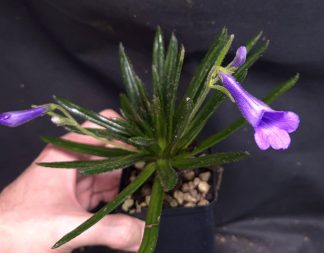 16-07-26 WYSIWYG Primulina wentsaii - Aloe-like Gesneriad - flowering specimen