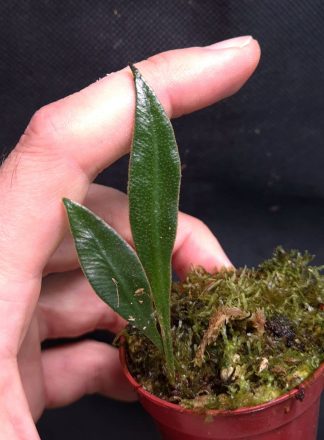 24-07-26 WYSIWYG Elaphoglossum herminieri - very rare fern