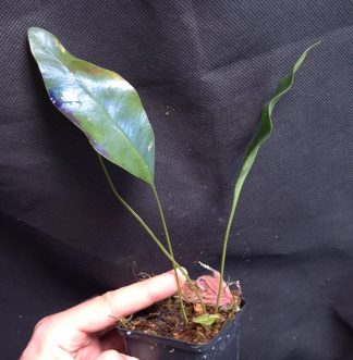 24-07-26 WYSIWYG Elaphoglossum wurdackii - extremely rare iridescent fern