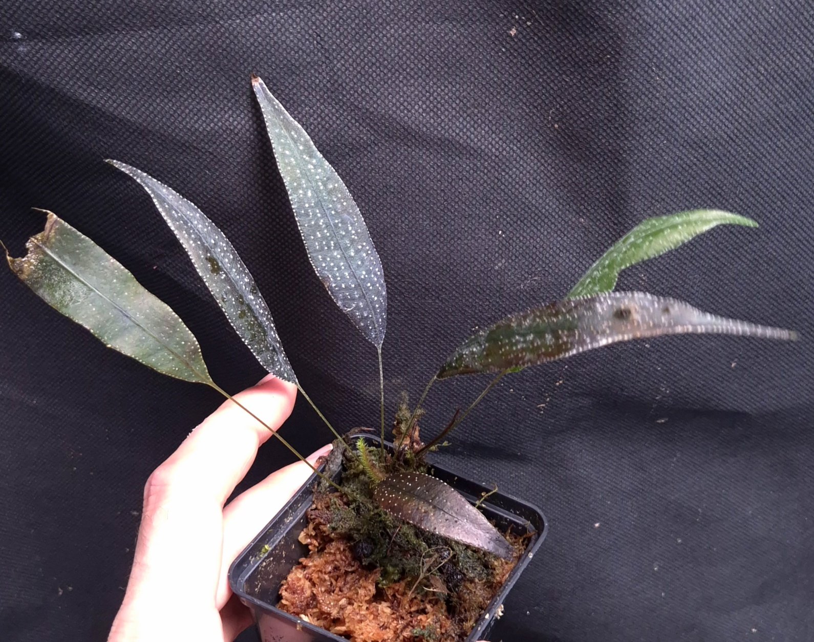24-07-26 WYSIWYG Selliguea albidosquamata - dark metallic & iridescent fern, large specimen
