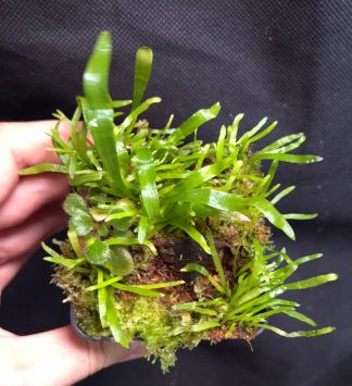 24-07-26 WYSIWYG pot full of unknown young ferns (+ bonus Primulina)