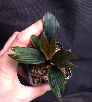 25-07-26 WYSIWYG Dicranopygium sp. Guna Yala -  very rare dwarf "palm" (Cyclanthaceae)