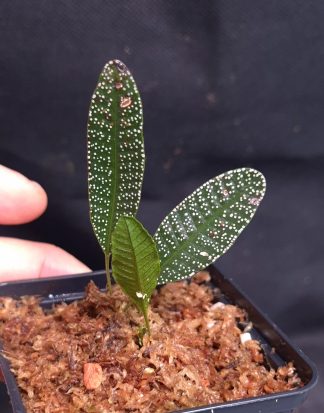 24-07-26 WYSIWYG Selliguea nebula - white-dotted fern