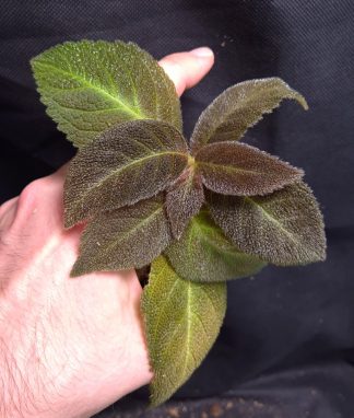 25-07-26 WYSIWYG Cyrtandra splendens - rare Gesneriad