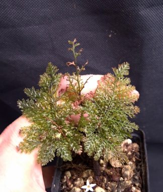 24-07-26 WYSIWYG Hymenophyllaceae sp. Papua (rigid leaves) - rare filmy fern