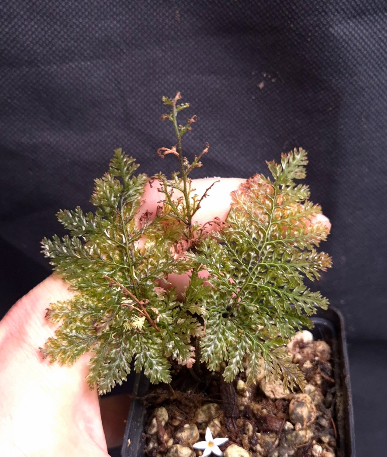 24-07-26 WYSIWYG Hymenophyllaceae sp. Papua (rigid leaves) - rare filmy fern