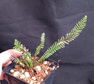 24-07-26 WYSIWYG new fern sp. Biwa (Borneo)