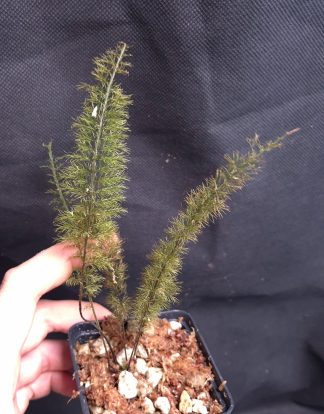 24-07-26 WYSIWYG Abrodictyum pluma #1 - very hairy fern