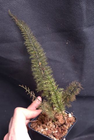 24-07-26 WYSIWYG Abrodictyum pluma #2 - very hairy fern