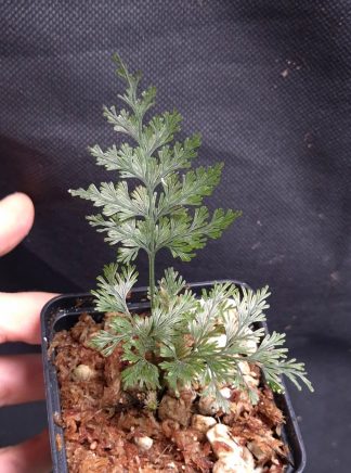 24-07-26 WYSIWYG Hymenophyllaceae sp. Papua medium specimen - new release, rare filmy fern