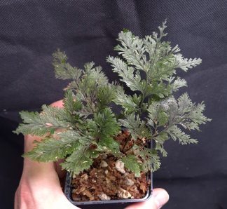 24-07-26 WYSIWYG Hymenophyllaceae sp. Papua large specimen - new release, rare filmy fern Copy