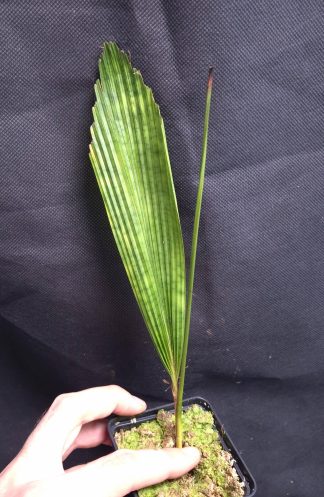 25-07-26 WYSIWYG Licuala mattanensis - Mapu palm, amazing dwarf species (see 2nd photo)