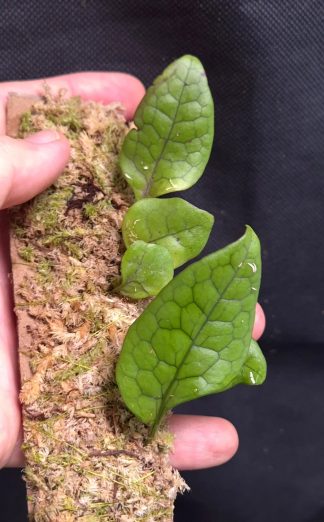 24-07-26 WYSIWYG Aglaomorpha sp. Papua - new release