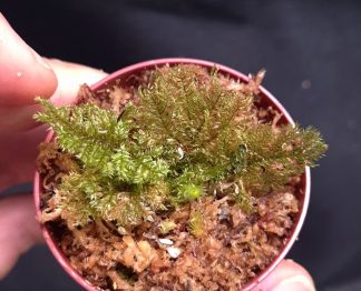24-07-26 WYSIWYG ferny moss sp. Sekadau #2 - new release