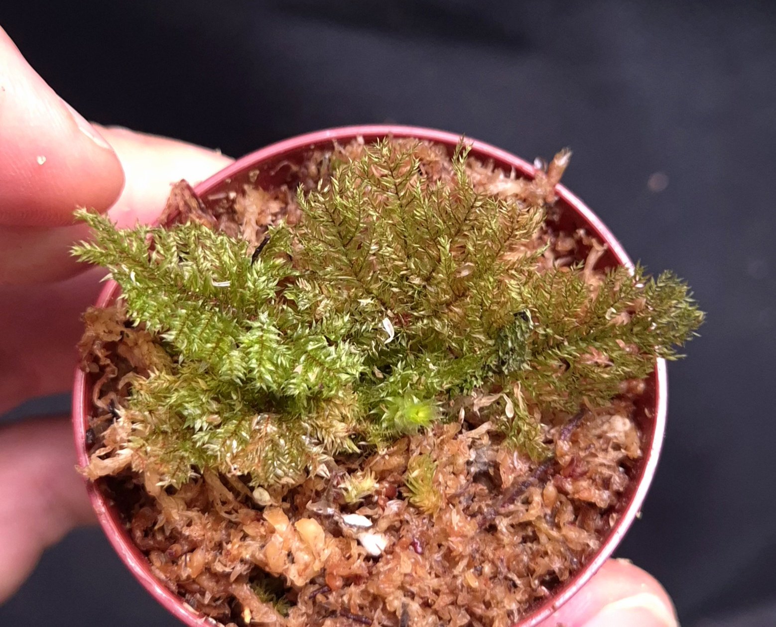 24-07-26 WYSIWYG ferny moss sp. Sekadau #2 - new release
