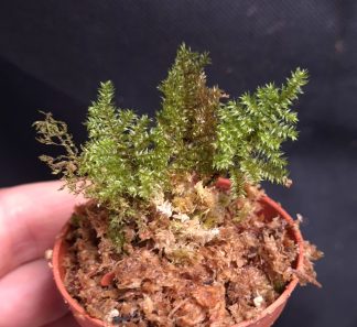 24-07-26 WYSIWYG ferny moss sp. Sekadau #1 - new release