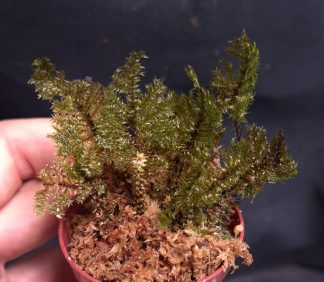 24-07-26 WYSIWYG ferny moss sp. Sumatra #2 - new release