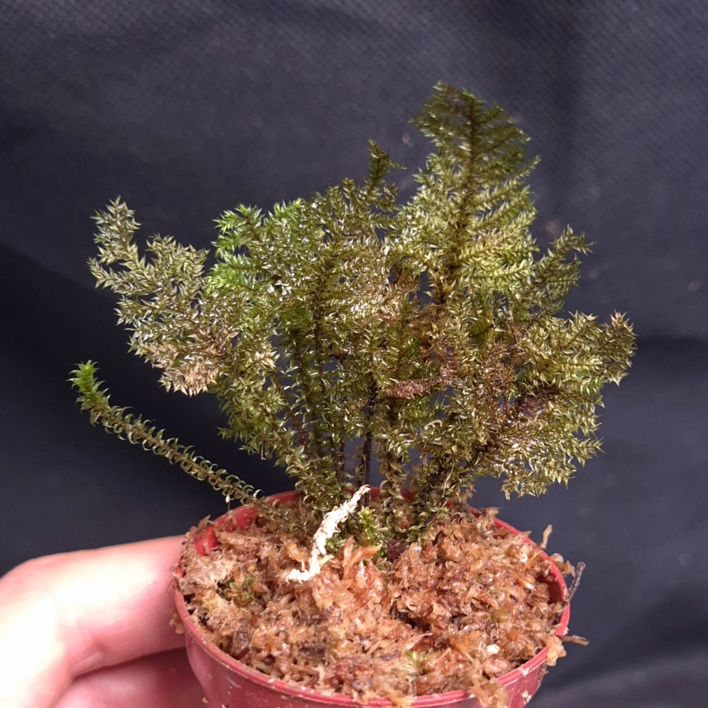 24-07-26 WYSIWYG ferny moss sp. Sumatra #1 - new release