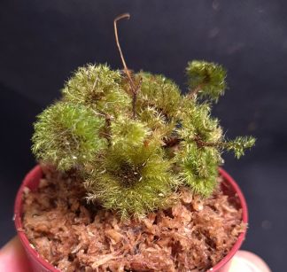 24-07-26 WYSIWYG Hypnodendron sp. Sumatra (umbrella moss) #2 - new release