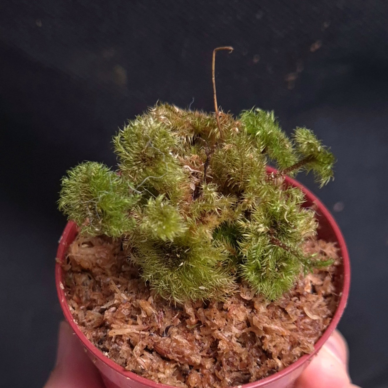 24-07-26 WYSIWYG Hypnodendron sp. Sumatra (umbrella moss) #2 - new release - Image 2