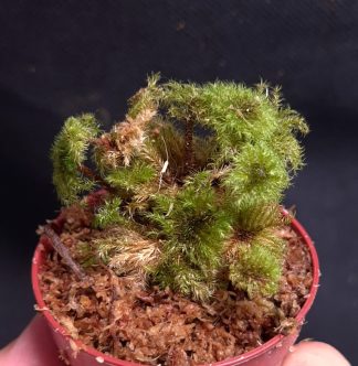 24-07-26 WYSIWYG Hypnodendron sp. Sumatra (umbrella moss) #1 - new release