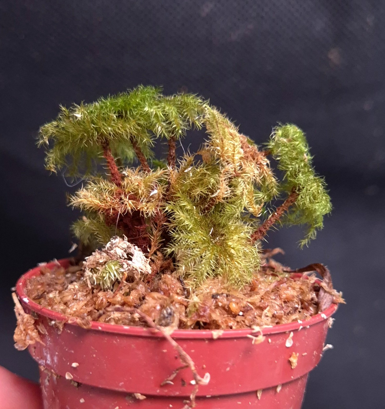 24-07-26 WYSIWYG Hypnodendron sp. Sumatra (umbrella moss) #1 - new release - Image 2