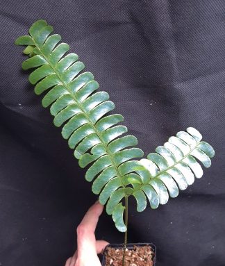 24-07-26 WYSIWYG Lindsaea doryphora - highly iridescent fern