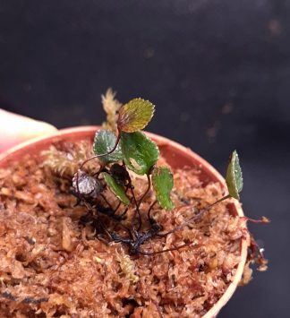 24-07-26 WYSIWYG Crepidomanes sp. Kapuas Hulu - tiny miniature fern, new release