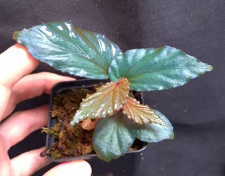 25-07-26 WYSIWYG Begonia kapuashuluensis (sp. Temuyuk) - selected double specimen