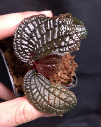 25-07-26 WYSIWYG Sonerila sp. Black Metallic - selected specimen
