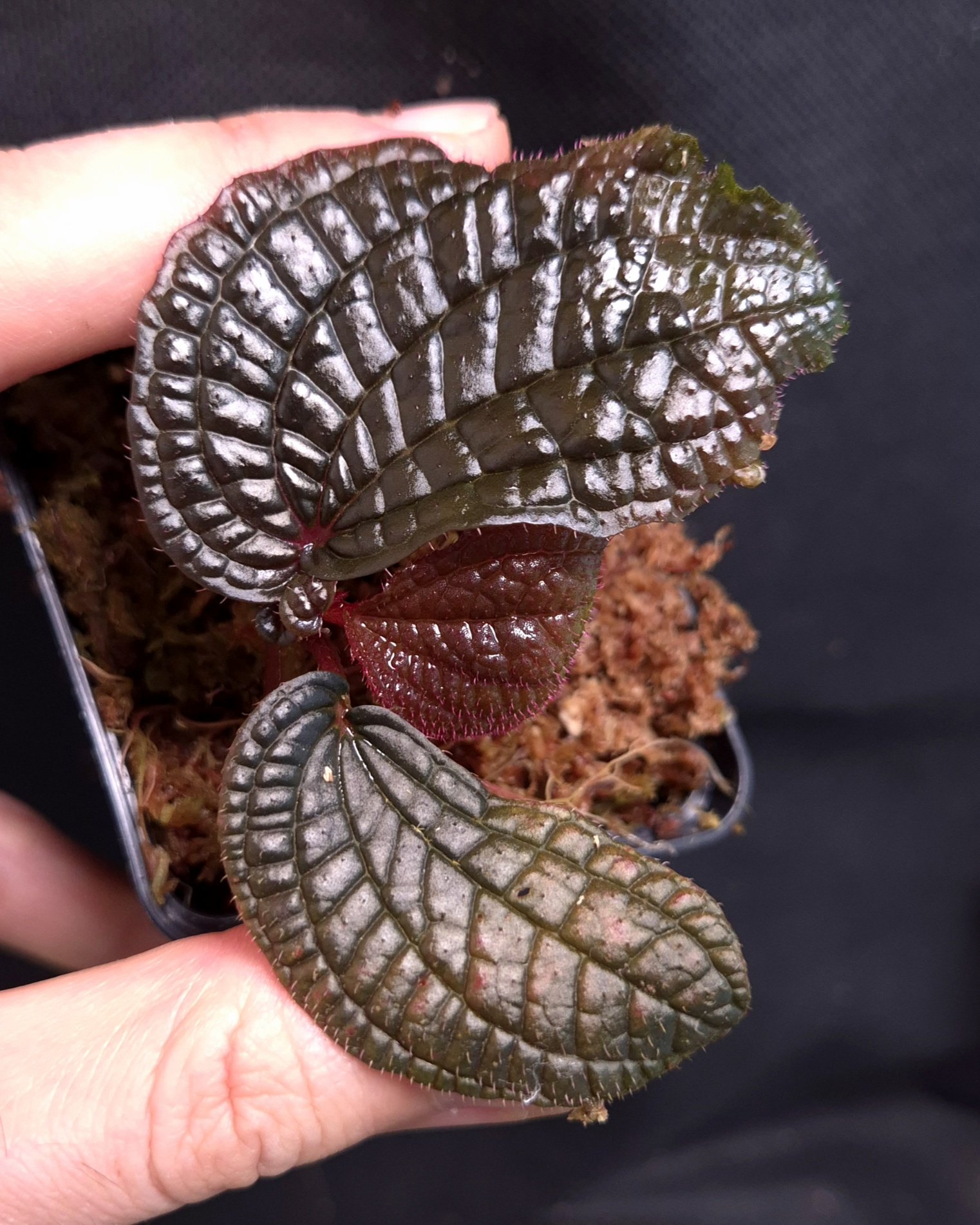 25-07-26 WYSIWYG Sonerila sp. Black Metallic - selected specimen