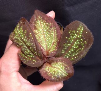 25-07-26 WYSIWYG Sonerila sp. Glowing Dots/Stripes (intermediate form) - selected specimen
