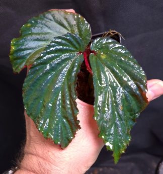 25-07-26 WYSIWYG Begonia metallicolor - famous iridescent species, adult specimen