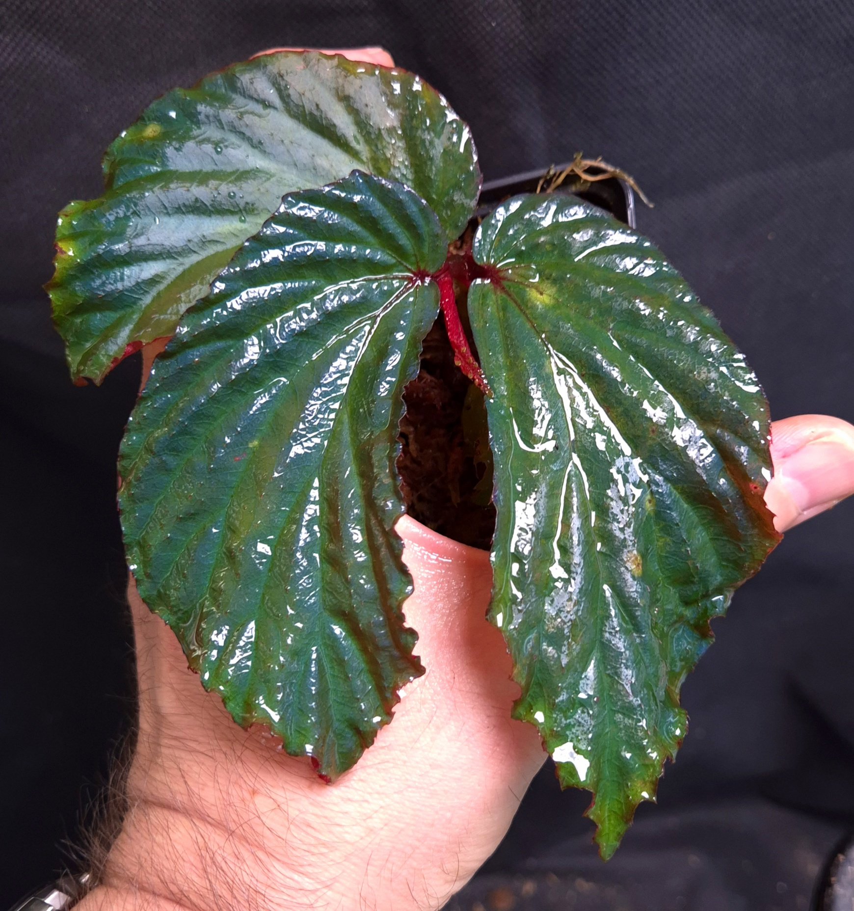 25-07-26 WYSIWYG Begonia metallicolor - famous iridescent species, adult specimen