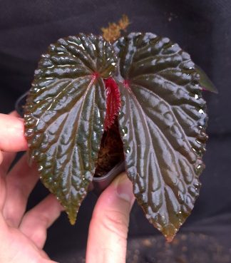 25-07-26 WYSIWYG Begonia daunhitam (dark form) - selected specimen